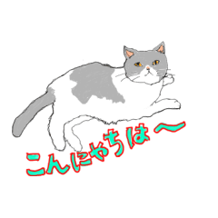 [LINEスタンプ] ねこさんのごあいさつ