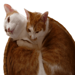 [LINEスタンプ] うちの自慢の猫たちver1.00