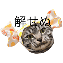 [LINEスタンプ] 猫のてんちゃん日々スタンプ