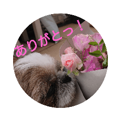 [LINEスタンプ] あにたんの日常
