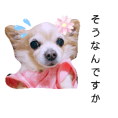 [LINEスタンプ] チワワのすもこねえさん4