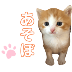 [LINEスタンプ] スコファミリー2
