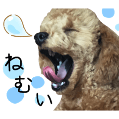 [LINEスタンプ] トイプードルのかんわいい日常