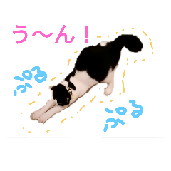 [LINEスタンプ] 猫猫三姉妹スタンプ（Cat sisters）