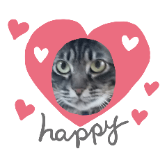 [LINEスタンプ] 可愛い〜にゃんず