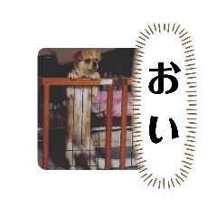 [LINEスタンプ] 愛犬むぎたろす