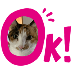 [LINEスタンプ] 三毛English
