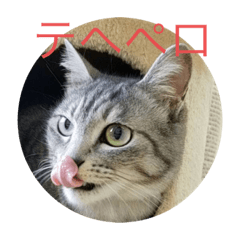 [LINEスタンプ] 猫のちぃーたん