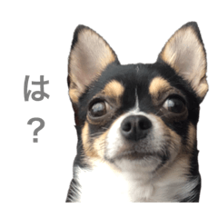[LINEスタンプ] こじろうラムネアラレスタンプ4