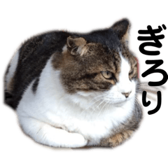 [LINEスタンプ] さすけ(またはキョロちゃん)