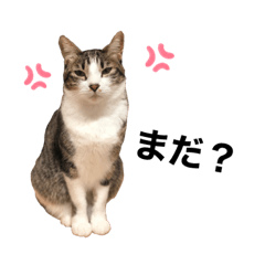 [LINEスタンプ] 白キジ猫スタンプ