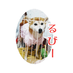 [LINEスタンプ] ギャル柴るびーのすたんぷ