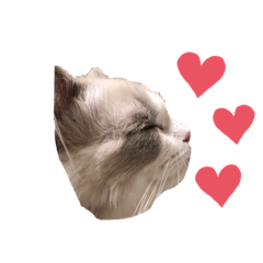 [LINEスタンプ] ラグドールのルーク❤️