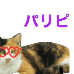 [LINEスタンプ] パリピにゃんこ♡