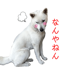 [LINEスタンプ] アキちゃん(∪・ω・)