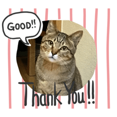 [LINEスタンプ] 保護猫まるにゃん