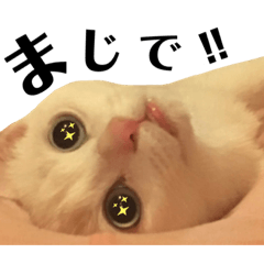 [LINEスタンプ] ぷんちゃん～ごきげん編～