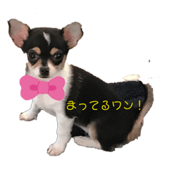 [LINEスタンプ] 黒チワワ（まめたん♪）スタンプ①