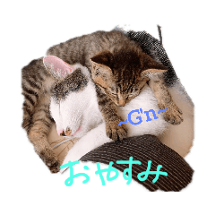 [LINEスタンプ] チャビにゃんず