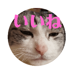 [LINEスタンプ] 猫オンリー2
