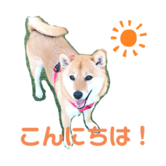 [LINEスタンプ] 柴犬もなかのスタンプ