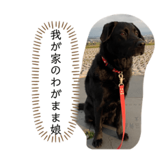 [LINEスタンプ] 黒ラブのララちゃん