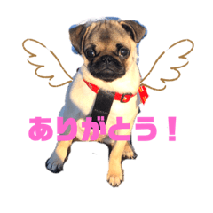 [LINEスタンプ] パグのかきちゃん2の画像（メイン）