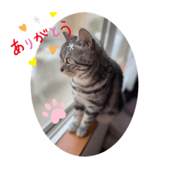 [LINEスタンプ] アメショーりーちゃん