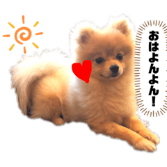 [LINEスタンプ] 巷で有名なまめ助さん①