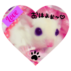[LINEスタンプ] 我が家の可愛いモモンガちゃん