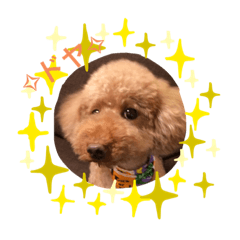 [LINEスタンプ] dogcocoa2