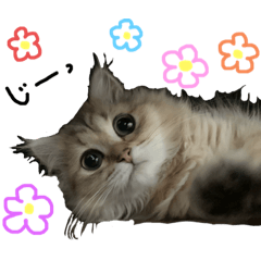 [LINEスタンプ] ペルシャ猫のポポちゃん3