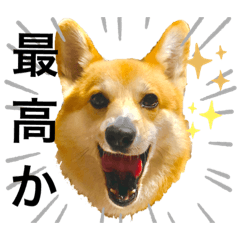 [LINEスタンプ] コーギーCOCOのスタンプ