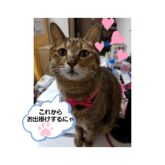 [LINEスタンプ] ニャンニャ～ズ