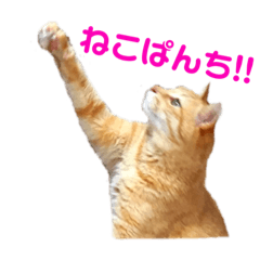 [LINEスタンプ] うちのつよちゃんスタンプ