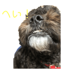 [LINEスタンプ] シープー 犬のPINOちゃん part2