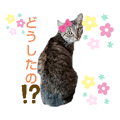 [LINEスタンプ] 私は猫よ