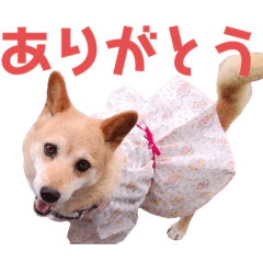[LINEスタンプ] くーちゃん挨拶スタンプ‎