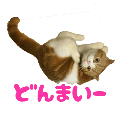 [LINEスタンプ] スコティッシュフォールド 寝こまワールド