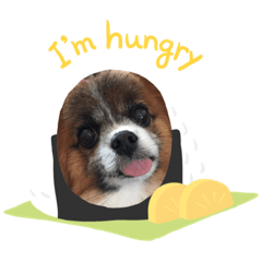 [LINEスタンプ] パピヨン✴︎puppy✴︎