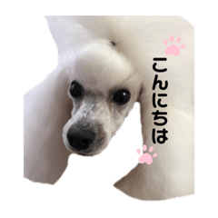 [LINEスタンプ] ホワイトプードル アイガーeiger