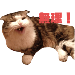 [LINEスタンプ] ビッケ率いる3匹