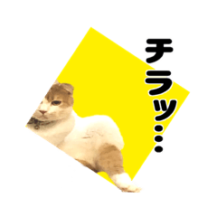[LINEスタンプ] スコティッシュの大福スタンプ☆第2弾
