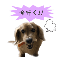 [LINEスタンプ] ！マロマロン！2