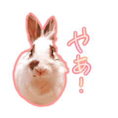 [LINEスタンプ] しろいちゃんスタンプ