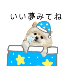 [LINEスタンプ] ポメラニアンのあめちゃん