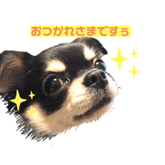 [LINEスタンプ] 愛犬ビーンズ