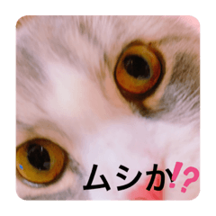 [LINEスタンプ] カナル@