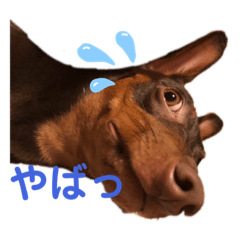 [LINEスタンプ] ハルちゃん(ミニピン )