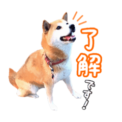 [LINEスタンプ] 柴犬メルちゃんのスタンプ